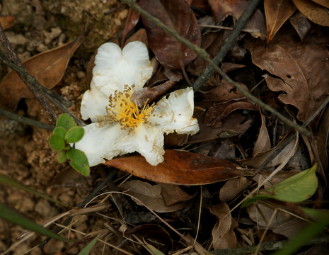 落花