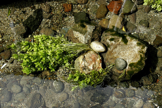 云南省麗江束河古鎮(zhèn) 小溪水草