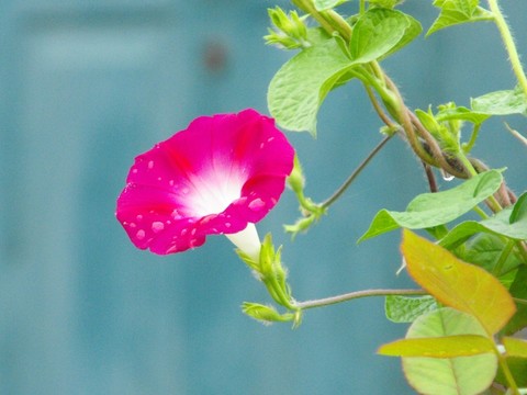 牽牛花