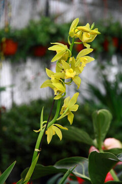 蘭花
