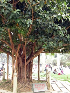 鄧小平手植樹