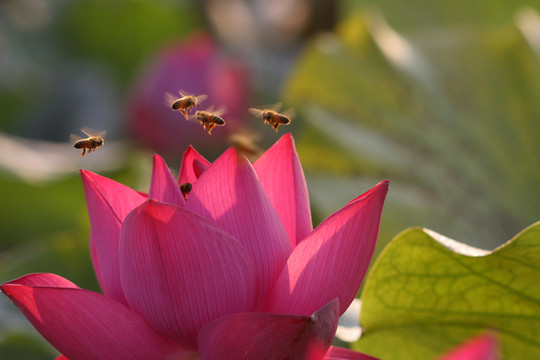 荷花 蜜蜂