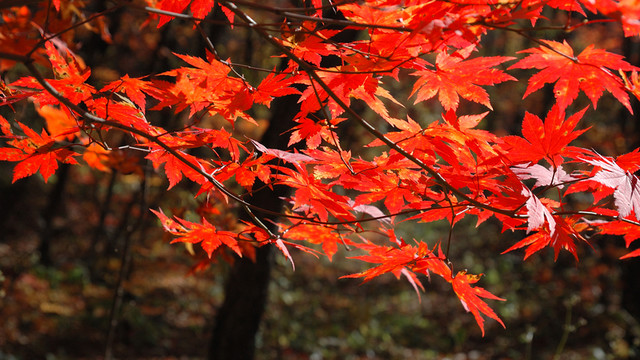 楓葉紅了