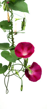 牽牛花