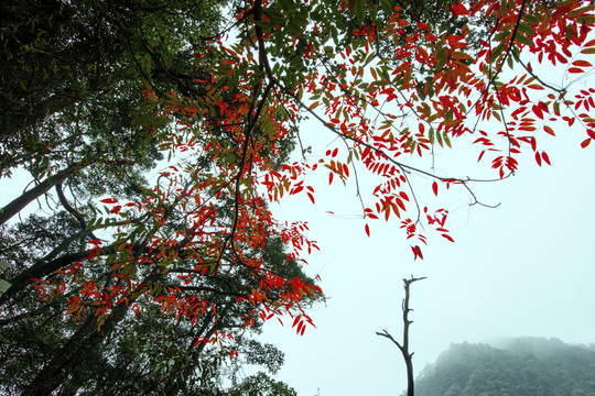 南嶺森林公園