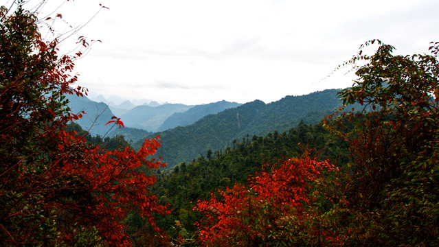 紅葉