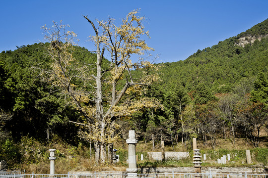 濟南靈巖寺