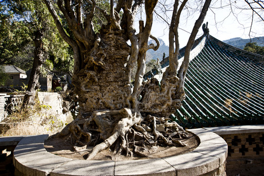濟(jì)南靈巖寺