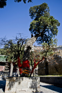 濟南靈巖寺