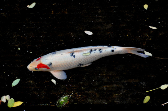 金魚