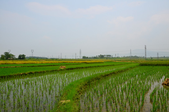 稻田