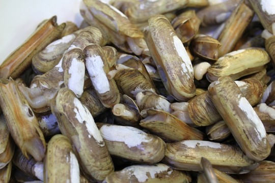 火鍋配菜 貝類(lèi)