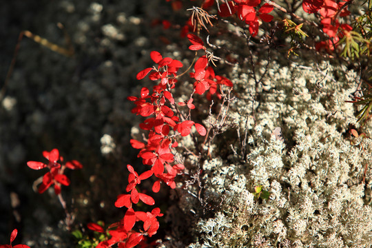 紅葉
