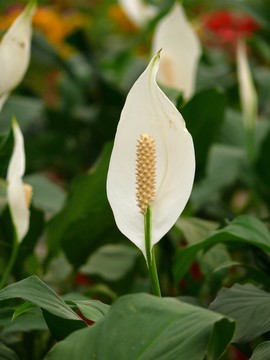 白掌花