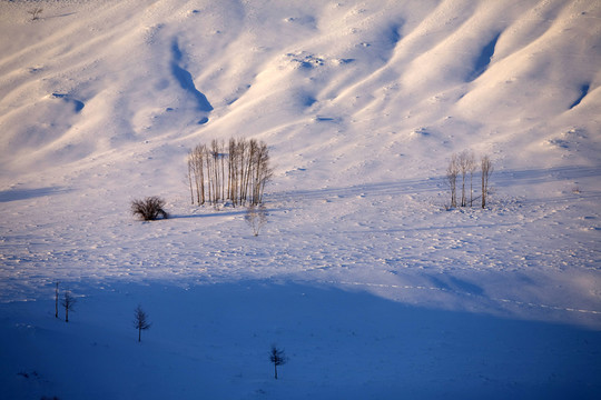 雪山腳 一行小松樹