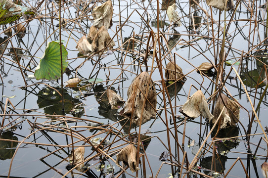 荔灣湖公園 殘荷