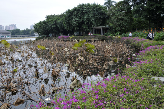 荔灣湖公園 殘荷
