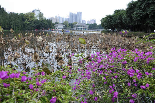 荔灣湖公園 殘荷