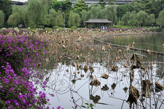 荔灣湖公園 殘荷