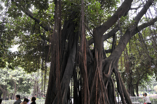 荔灣湖公園 大榕樹