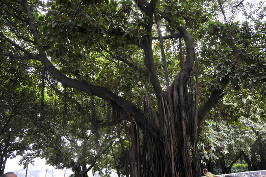 荔灣湖公園 大榕樹