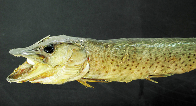 狗魚 魚類標(biāo)本