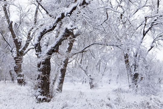 冬雪