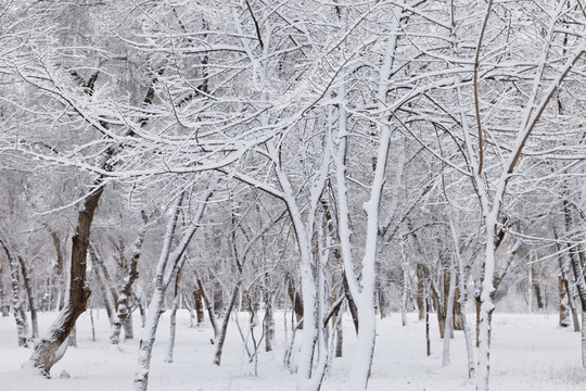 冬雪