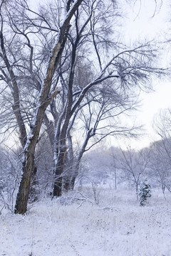 樹林