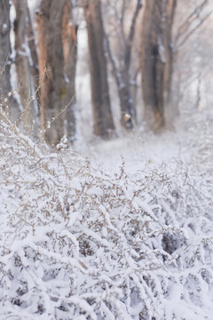 雪景