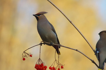 太平鳥