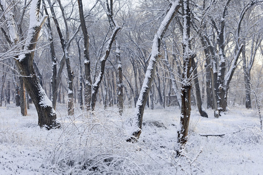冬雪