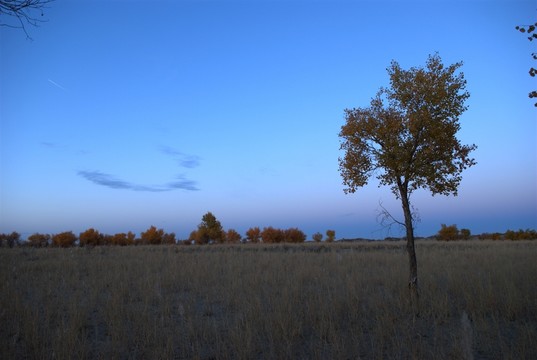 胡楊的早晨