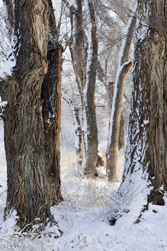 冬雪