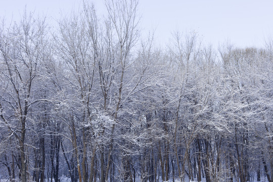 冬雪