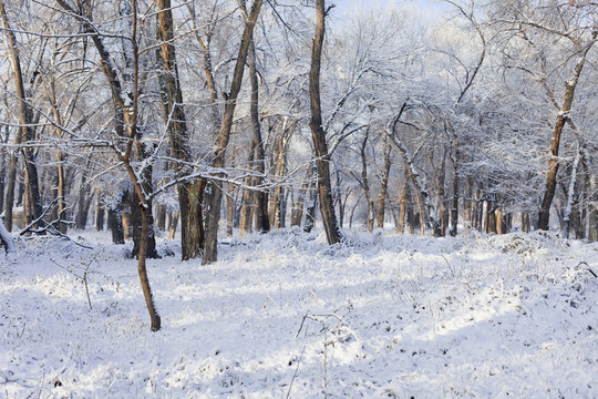冬雪