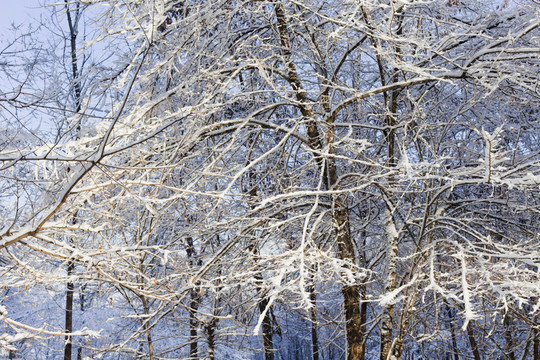冬雪