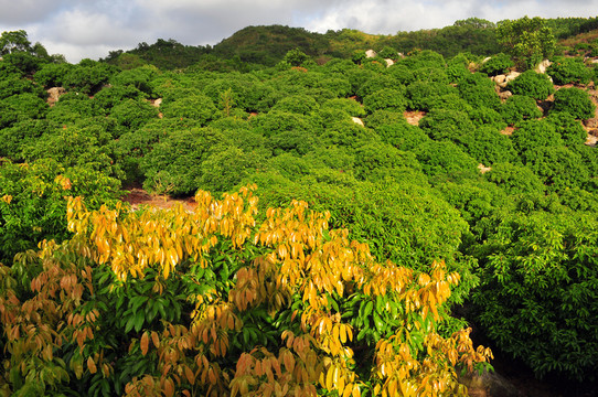 田園風(fēng)光 荔枝林
