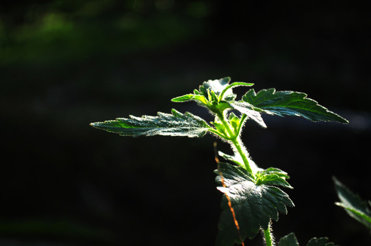 逆光下的野草