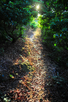 嶺南田園 深山里的小徑