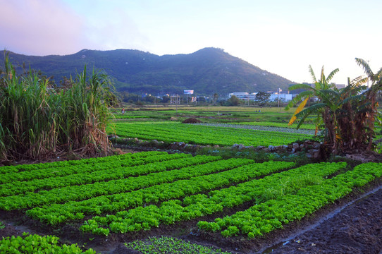 嶺南田園 田園風(fēng)光