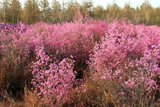 火山熔巖上杜鵑花