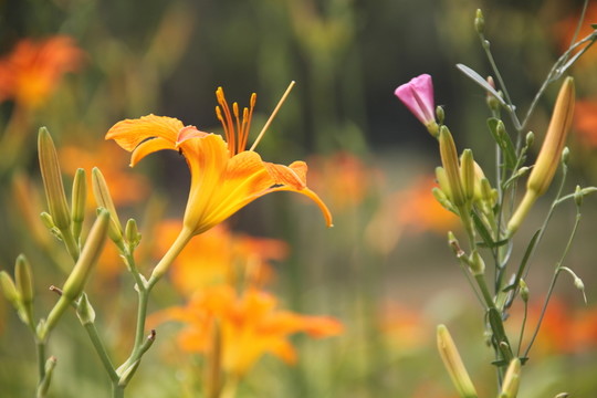 黃花菜 萱草