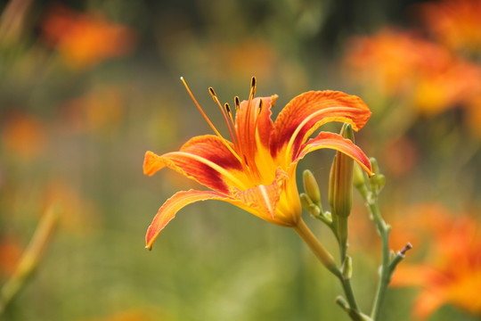 黃花菜 萱草