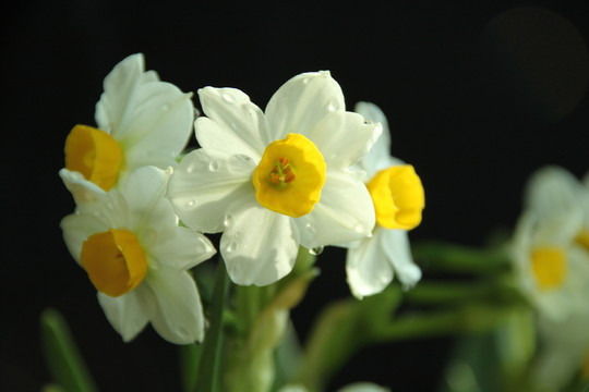 水仙花
