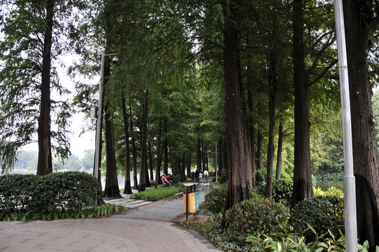 流花湖公園的林蔭
