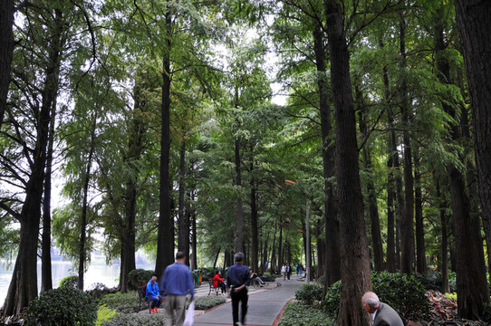 流花湖公園的林蔭