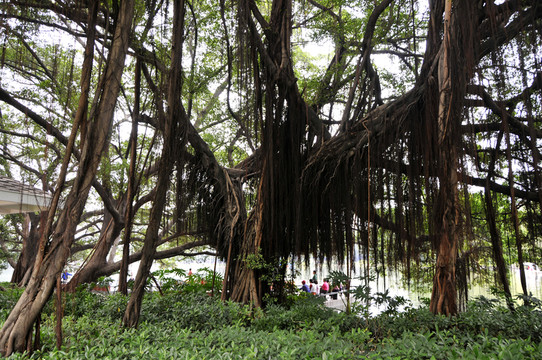 流花湖公園的大榕樹