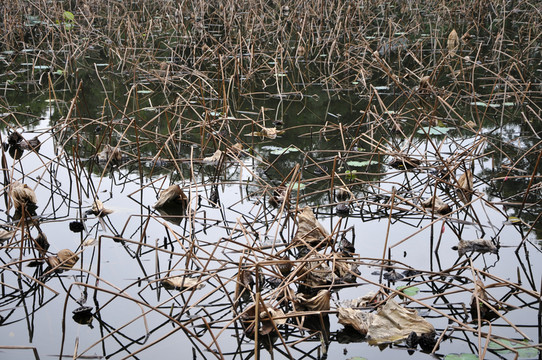 流花湖公園的殘荷