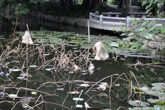 流花湖公園的殘荷